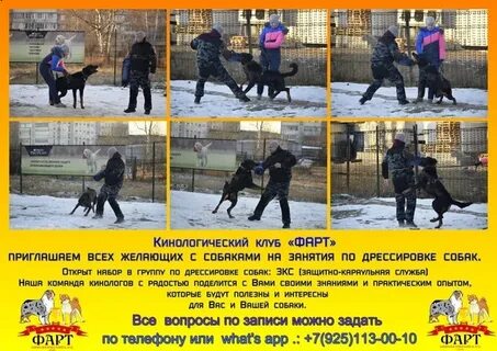 Организация кинологического клуба