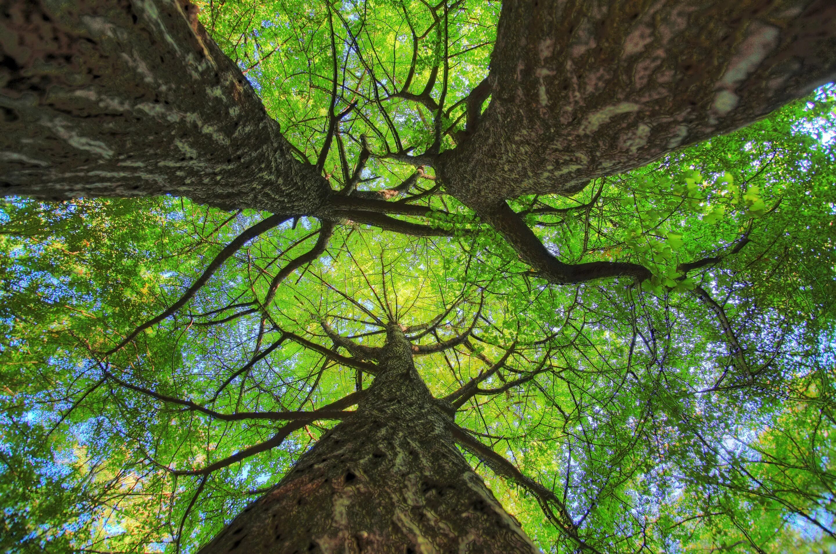 Tree to tree