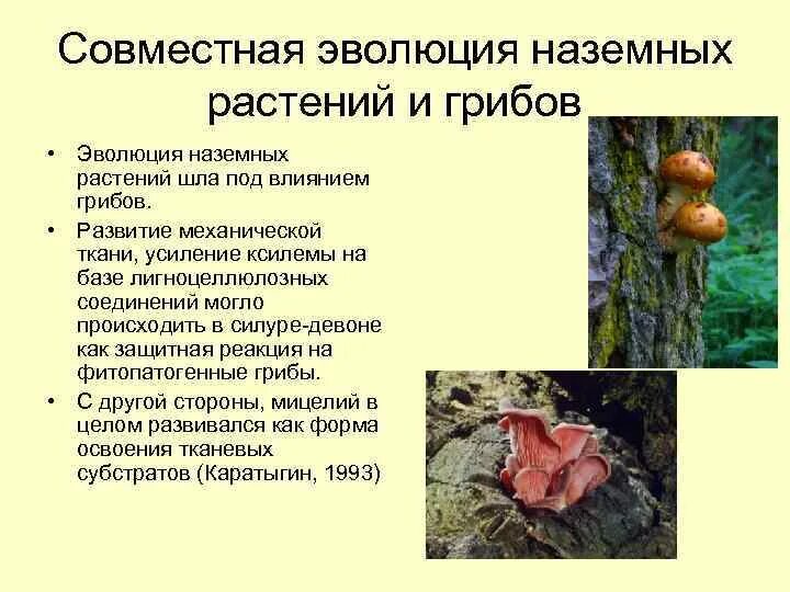 Происхождение грибов. Настольная игра эволюция трава и грибы. Эволюция грибов схема. Эволюция грибы и растения. Основные направления эволюции грибов.