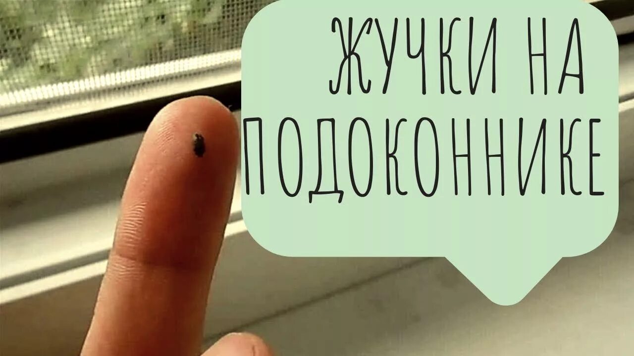 Как вывести жучков в шкафу