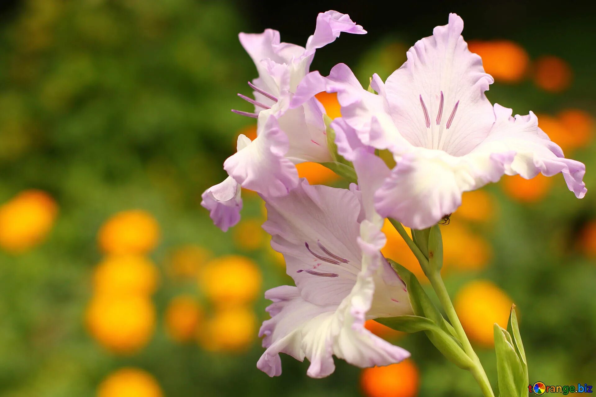 Гладиолус адванс рэд (advance red). Гладиолус белый. Гладиолус ромашка. Гладиолус садовая лужайка. Гладиолус ромашка.