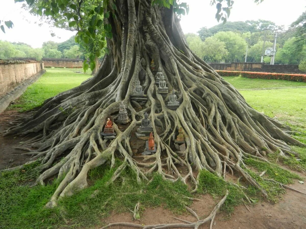 Деревья на шри ланке. Дерево Будды Баньян. Баньян: дерево Махабодхи. Дерево Бодхи Шри Ланка. Бодхгая дерево Бодхи лист.