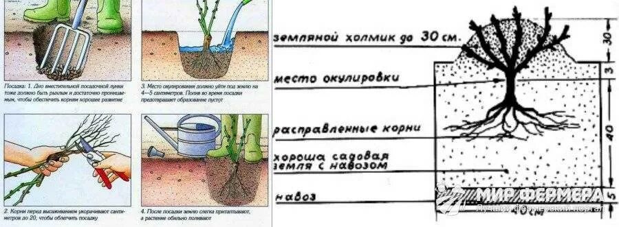 Посадка чайно гибридных роз. Схема посадки чайно-гибридных роз. Посадка роз весной схема посадки. Посадка плетистой розы весной. Как посадить саженец розы в горшок