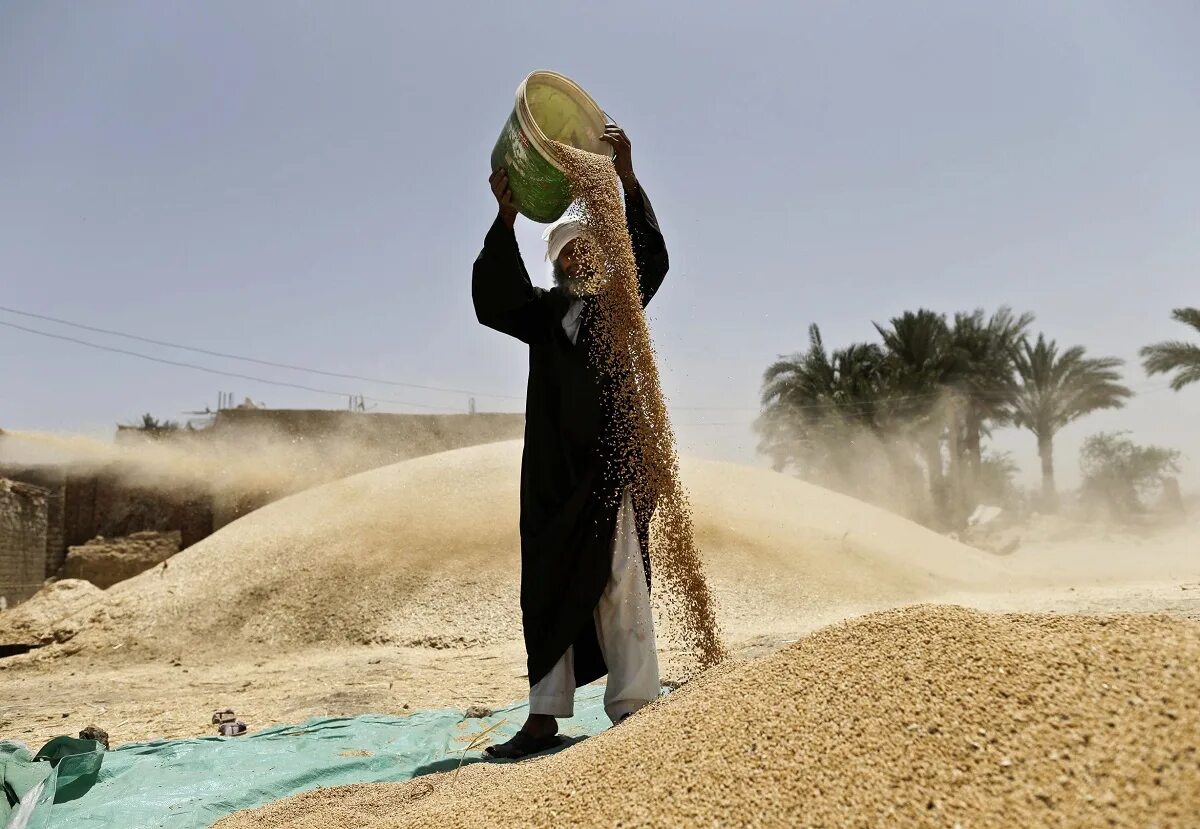 Пшеница в египте. Сельское хозяйство египта. Египет зерно. Отгрузка зерна. Египет зерно.