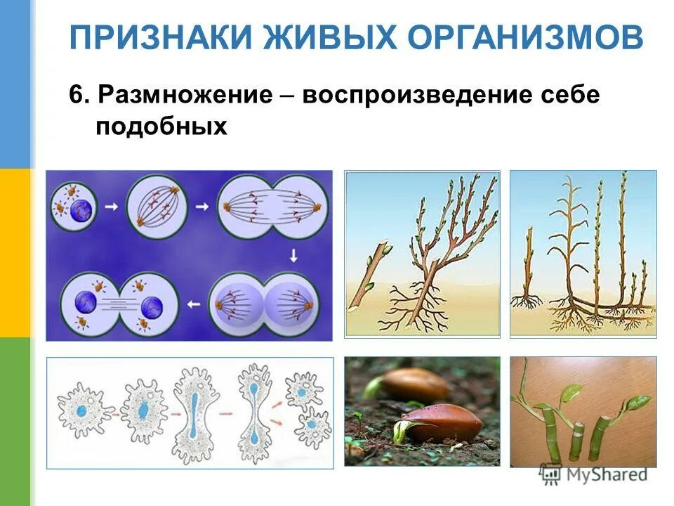 Процессы живого. Процессы живого