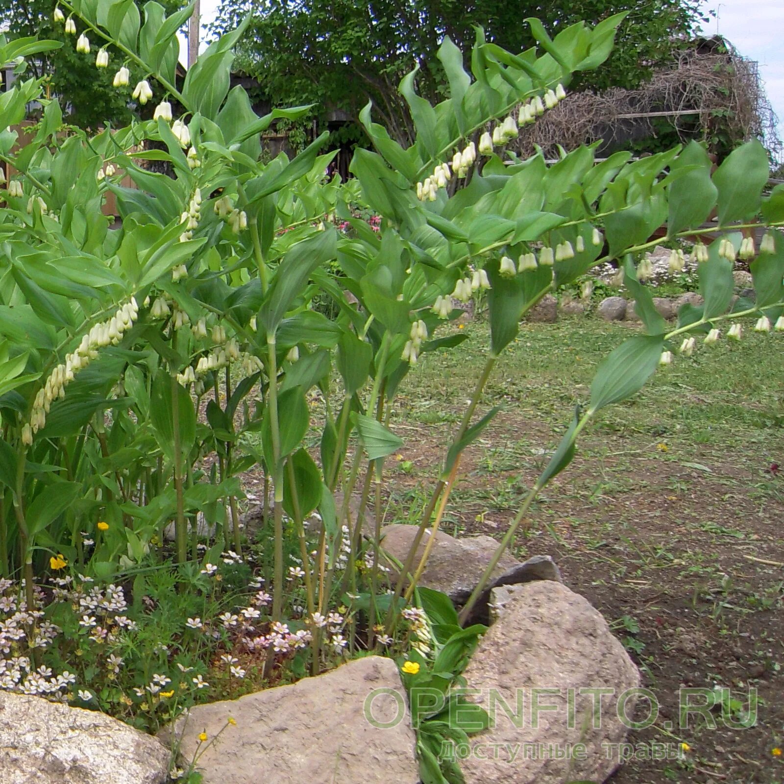 Купена (polygonatum). Купена садовая. Купена многоцветковая (polygonátum multiflórum). Растение купена душистая фото. Купена (polygonatum).