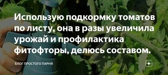 Подкормка рассады томатов мочевиной. График подкормки томатов в теплице. Подкормка помидор таблица. Недостатки удобрение для помидор в теплице. График подкормок томатов таблица.