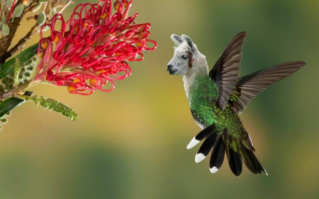Птицы живущие в цветах. Рубиногорлая Колибри. Краснохвостый Колибри. Колибри Южной Америки. Колибри сельвы Южной Америки.