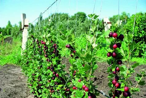 В саду растет смородина