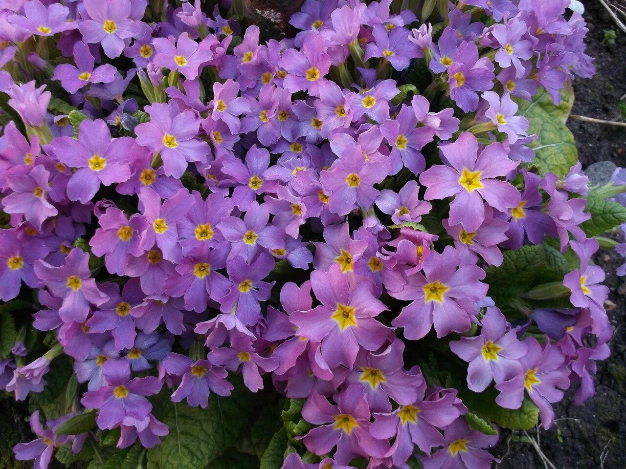 Фиолетовые первоцветы. Примула (Primula) Lilac. Примула Violet. Примула "Purple Lace". Примула фиолетовая Лесная.