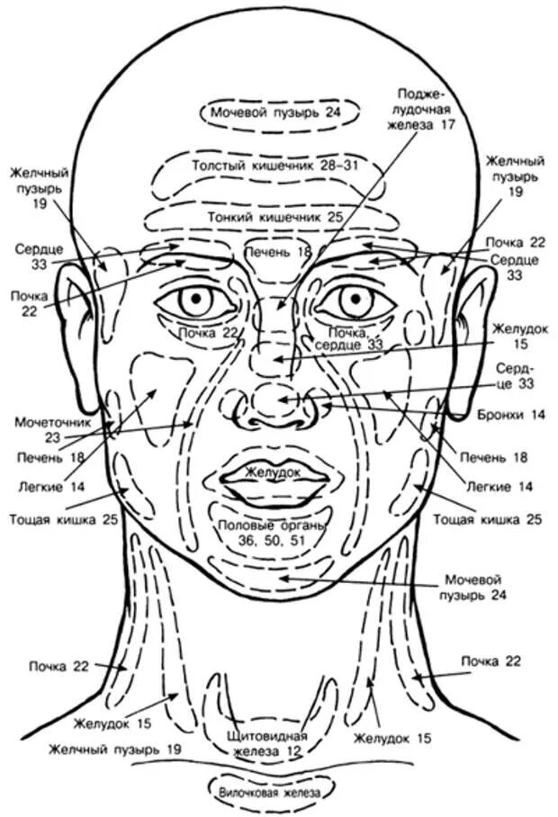Схема связанных лиц. Проекционные зоны на лице человека по Огулову. Рефлекторные точки лица по Огулову. Внутренние органы человека схема расположения на лице. Рефлекторные зоны на лице по Огулову.