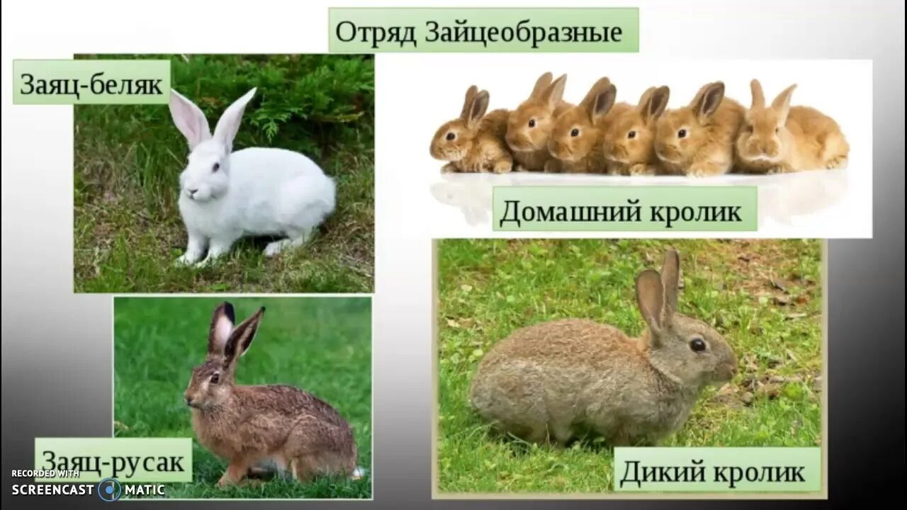 Дикий кролик отличие от зайца. Зайцеобразные представители заяц. Заяц и кролик. Заяц и кролик отличия. Какое главное различие белки и зайца