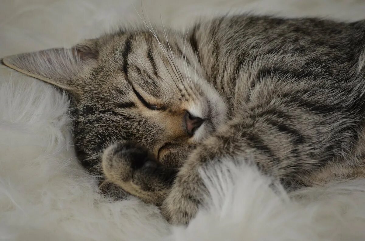 Спящий котенок. Котик спит. котик сладко спит. сладко спящий кот.