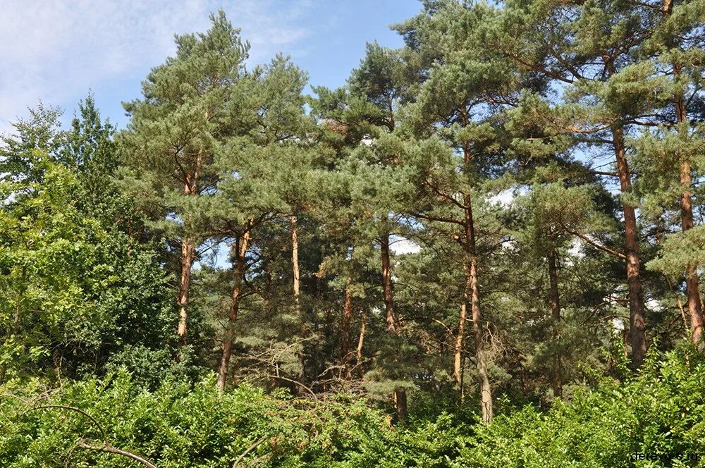 Сосна обыкновенная pinus sylvestris. Сосна обыкновенная габитус. Сосна горная ватерери. Pinus sylvestris сосна лесная. Сосна обыкновенная пинус.