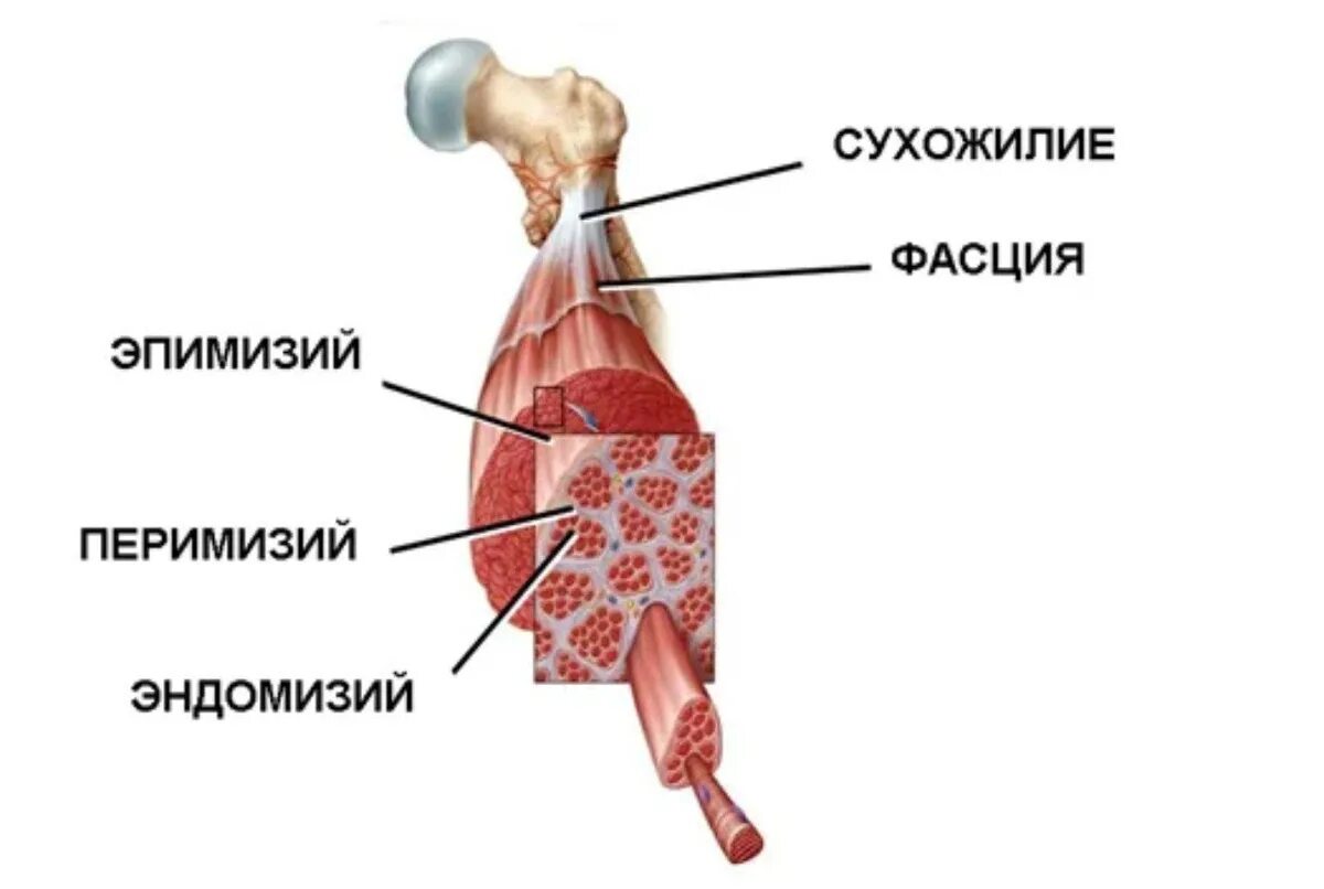 Соединительная мышца. Соединительная ткань покрывающая мышечное волокно. Соединительнотканная оболочка мышечных волокон. Эндомизий перимизий эпимизий. Соединительнотканная оболочка мышцы.