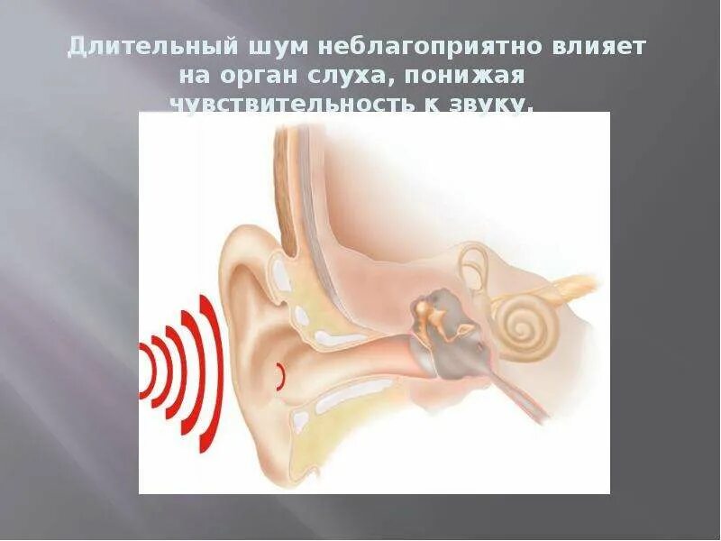 Влияние звука на слух. Воздействие шума на ухо. Влияние шума на слух. Влияние шума на орган слуха.