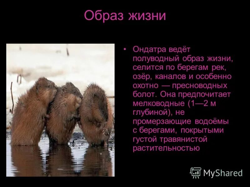 ондатра. отряд грызуны ондатра. вклад ондатры в парфюмерию. водяная крыса. вклад ондатры в парфюмерию.