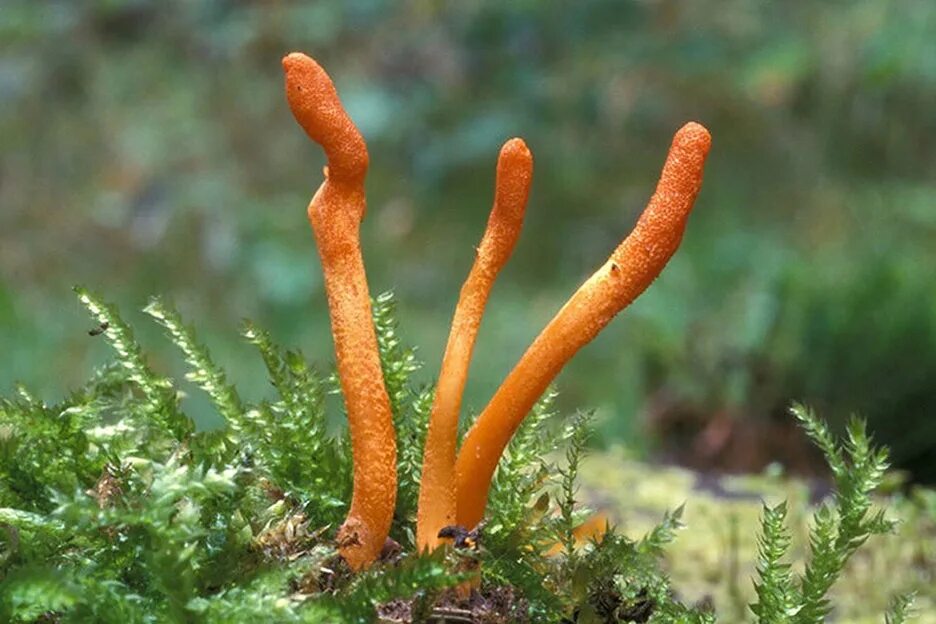 Про кордицепс. Кордицепс гриб. Кордицепс китайский гриб. Гриб Cordyceps. Cordyceps militaris.