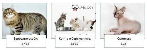 Какая температура у кошек считается