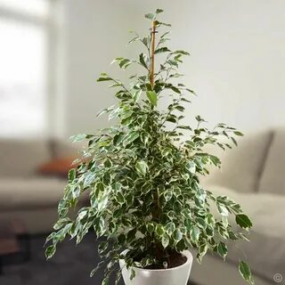 Фикус твилайт