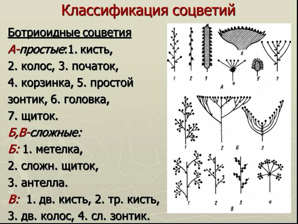 Какие соцветия могут быть только простыми. Соцветия щиток метелка зонтик початок. Соцветия метелка зонтик Колос. Типы простых ботриоидных соцветий. Щиток кисть сложный зонтик початок.