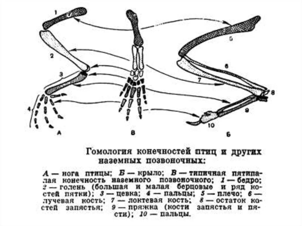 Цевка хордовые. Скелет передней конечности наземных позвоночных. Скелет задних конечностей наземных позвоночных. Схема строения конечностей наземного позвоночного. Гомология передних конечностей наземных позвоночных.