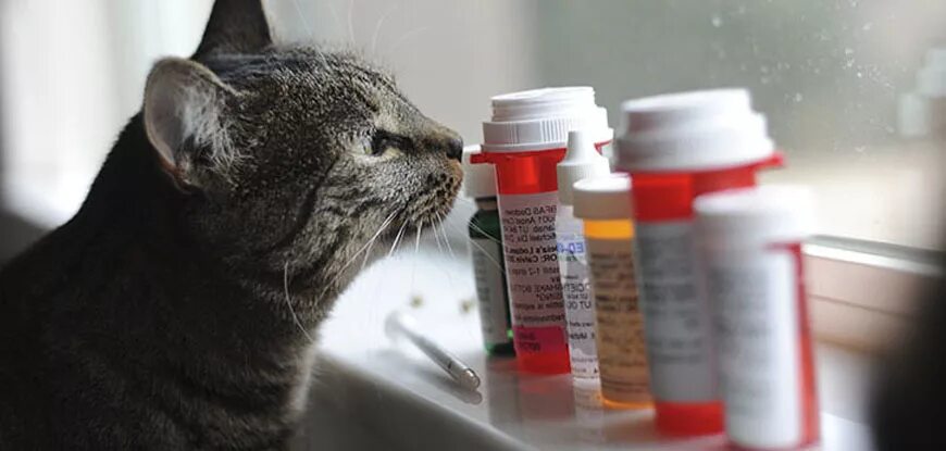 Как часто можно глистогонить. Котик с таблетками. Таблетки для кошек. Кот и таблетки. Животные с таблетками.
