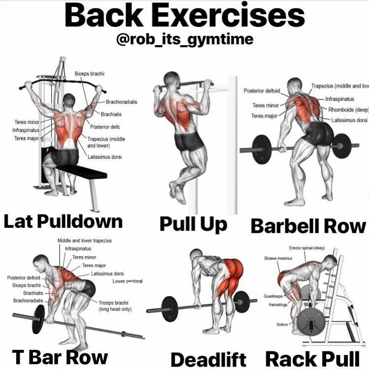 Fitness перевод на русский. Back exercises. Back Workout. Exercises for back. Back exercises приложение.