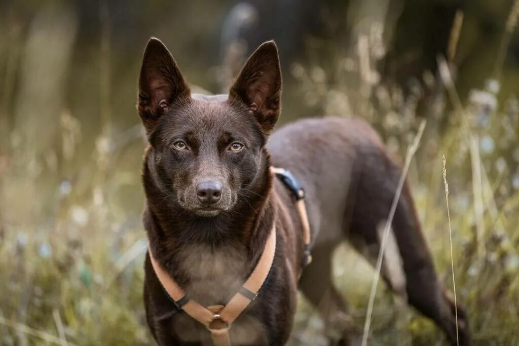Келпи собака. Австралийский келпи. Порода австралийский хел. Австралийский келпи. Австралийский келпи шоколадный.