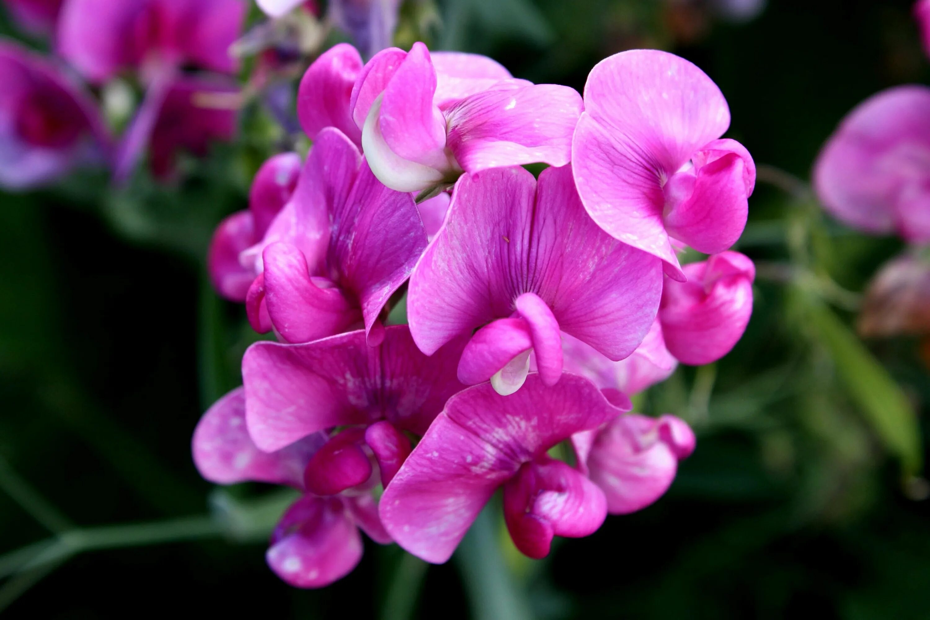 Душистый горошек растение. Ароматные цветочки. Lathyrus odoratus. Ароматные цветочки. Латирус (душистый горошек).
