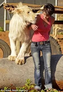 Lion pets