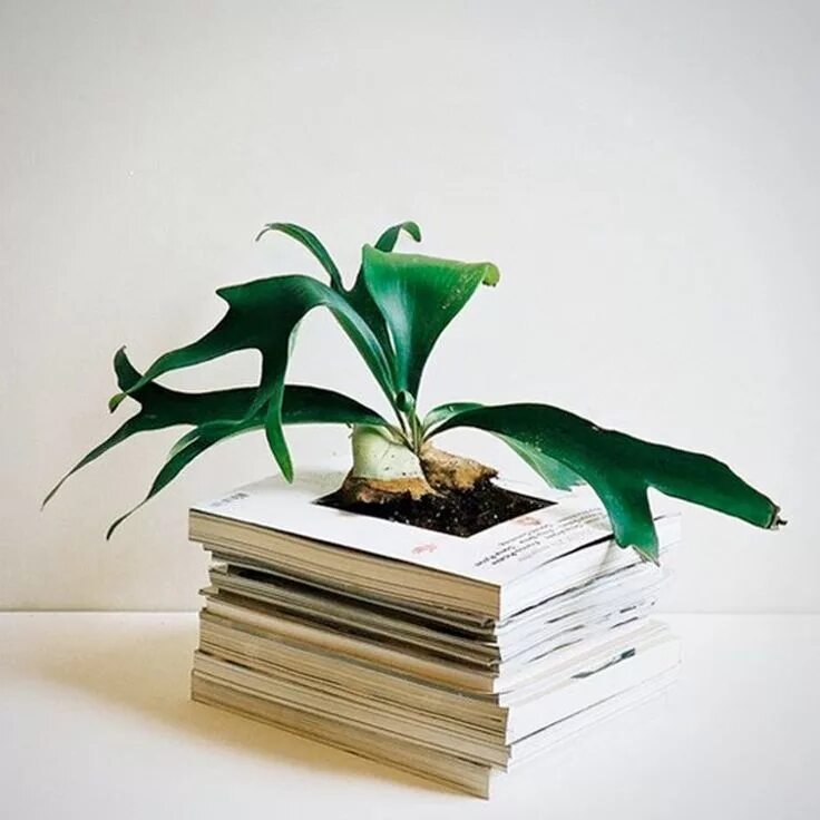 Книга plants. Декор из старых книг. Поделки из книг. Идеи из старых книг. Кашпо из старых книг.