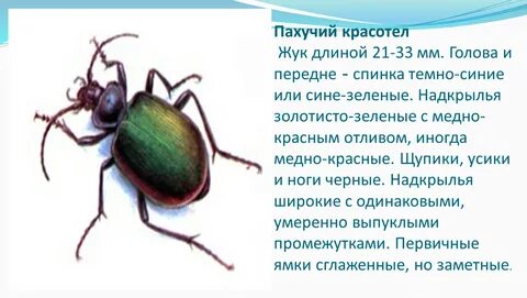 Жук красотел в красной книге
