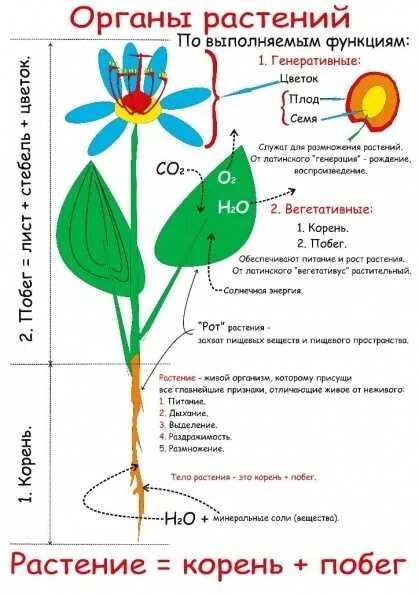 Какую функцию выполняет цветок кратко. Функции органов цветковых растений. Функции органов цветкового растения. Функции органов цветкового растения 6 класс. Строение и жизнедеятельность растений. Вегетативные органы.