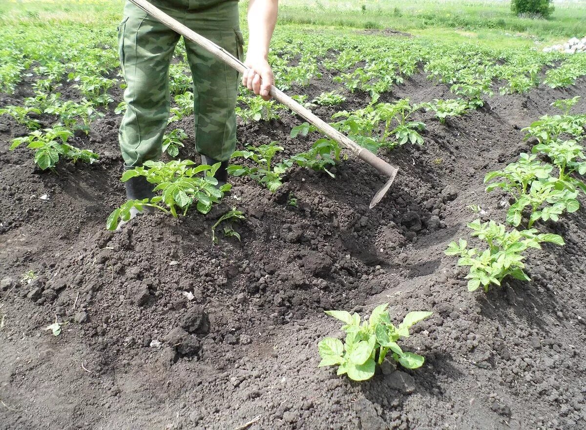 В какие сроки окучивают картофель в первый раз? Наша Дача Дзен