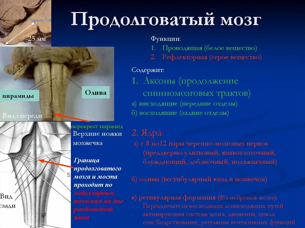 Продолговатый отдел мозга строение. Синтопия продолговатого мозга. Охарактеризуйте строение продолговатого мозга. Строение и функции спинного и продолговатого мозга.