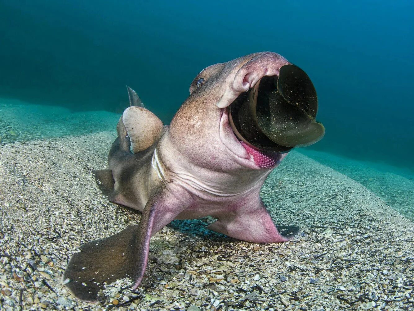 яйцо бычьей акулы