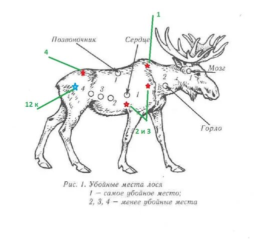 Какая часть лося. Схема убойных мест лося и кабана. Куда стрелять кабана убойные места. Куда стрелять лося схема.