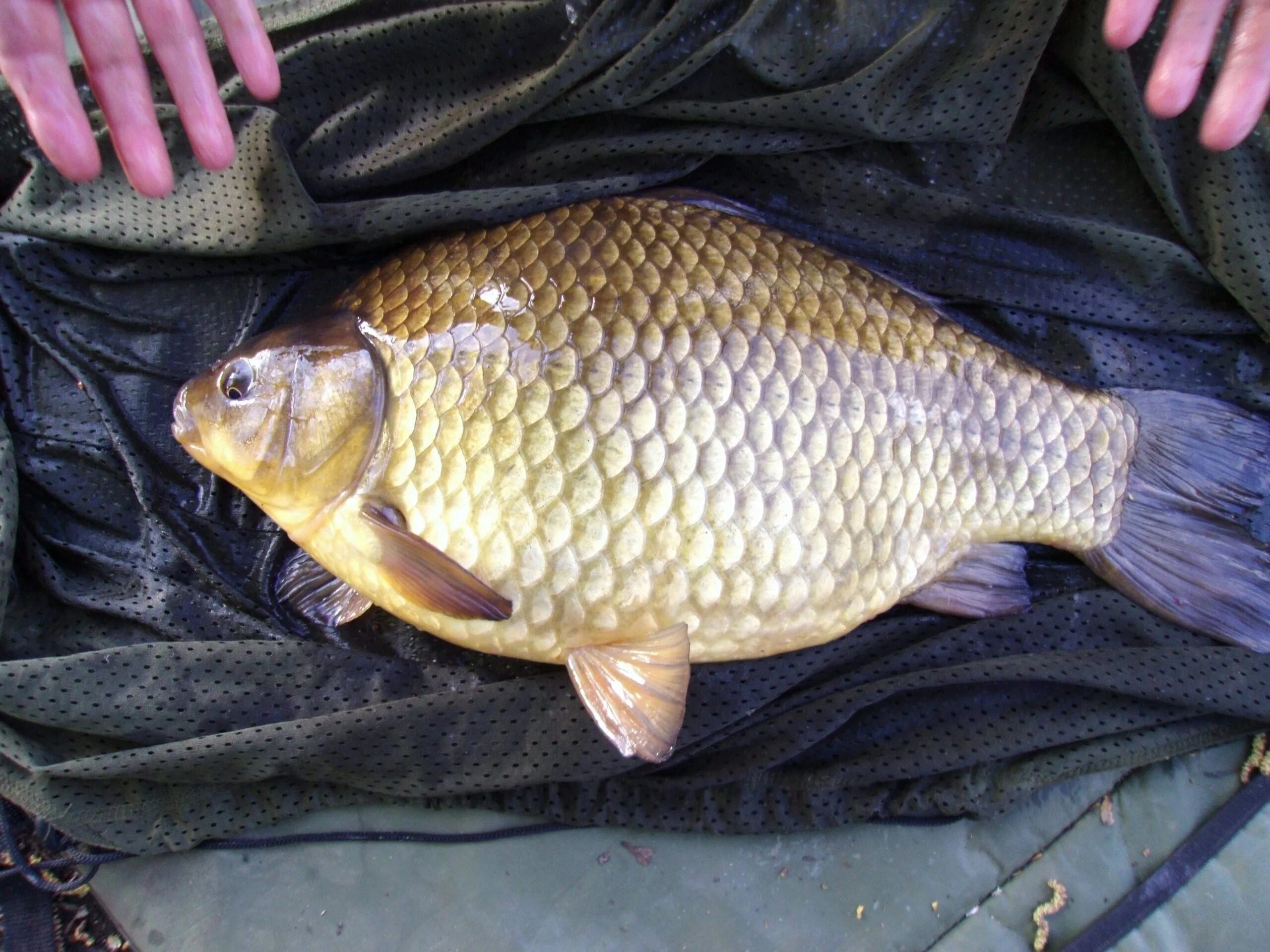 Душман гибрид карася. Карась золотой Carassius Carassius. Карась Буффало. Карась Буффало и душман. Карась гибрид