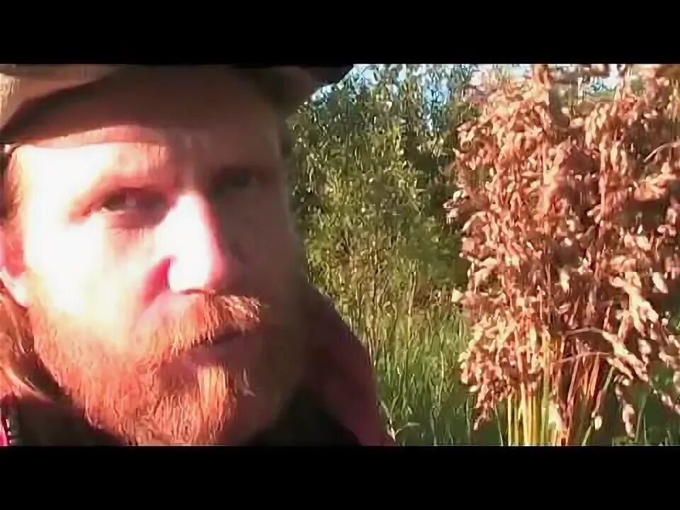 Ведьмак 3 трава зубровка. Трава зубровка ведьмак 3. зубровка картинки. трава зубровка ведьмак 3 где. ведьмак трава зубровка где найти.
