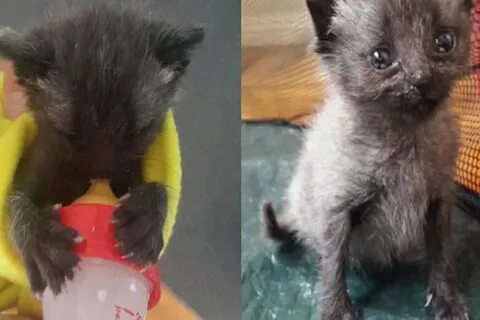 Твикс котик нашелся