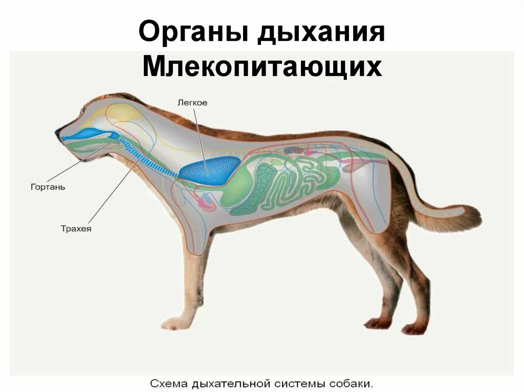 Дыхательное движение млекопитающих. Система органов дыхания млекопитающих. строение дыхательной системы млекопитающих. схема строения дыхательной системы млекопитающих. дыхательная система собаки анатомия.