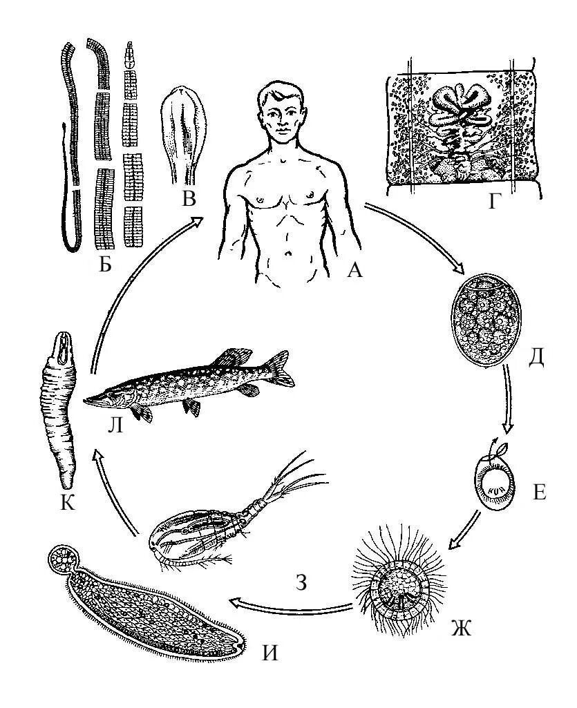 Личинки лентеца. Цикл широкого лентеца схема. Жизненный цикл широкого лентеца. Широкий лентец жизненный цикл схема. Жизненный цикл широкого лентеца схема.
