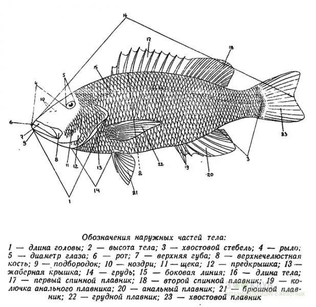 Спинной плавник окуня строение. Строение плавника рыбы. Строение плавников окуня. Внешнее и внутреннее строение речного окуня.