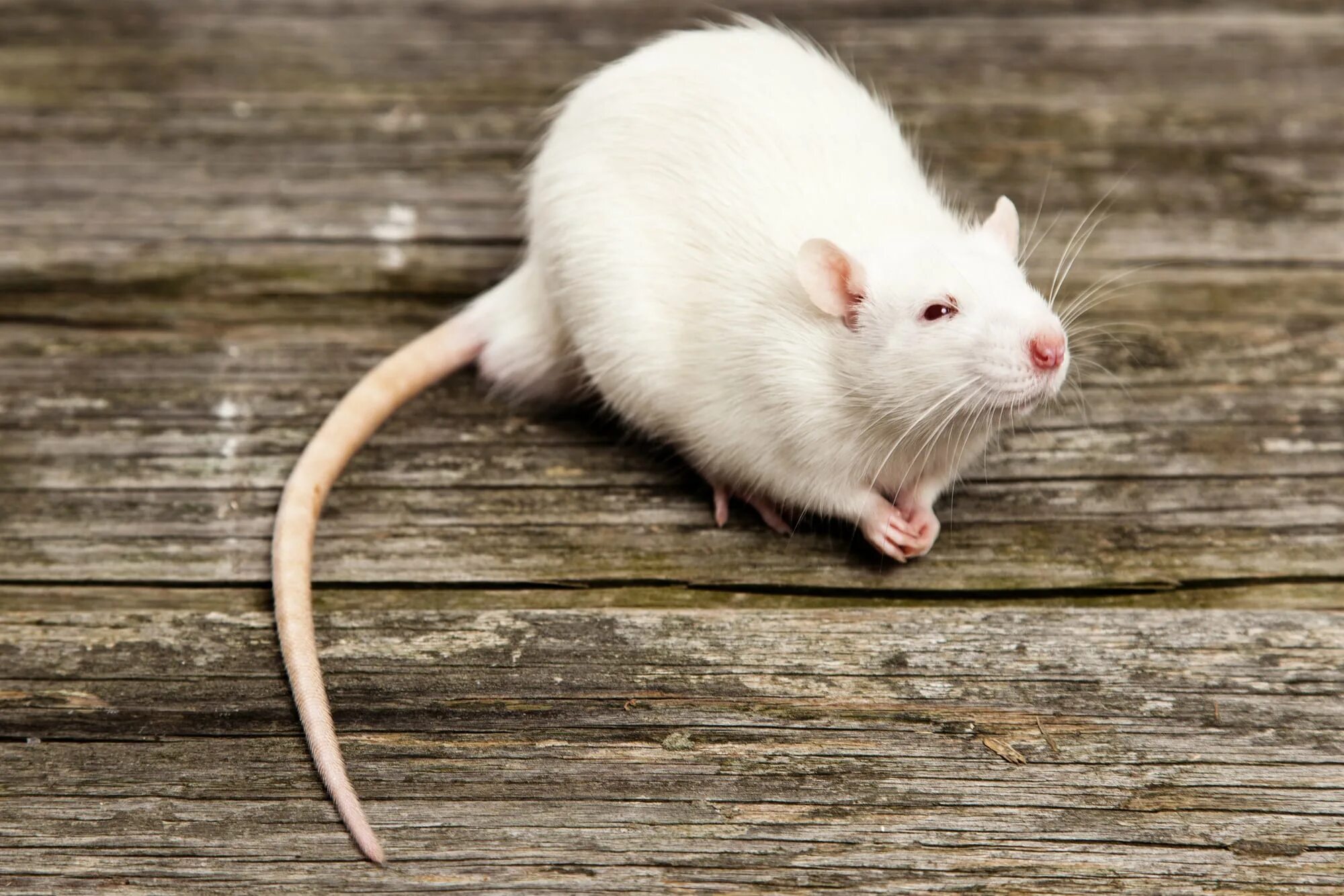 К чему снится белая мышь во сне. Крыса Дамбо альбинос. Дикая крыса альбинос. Крыса айвори. Белая крыса.
