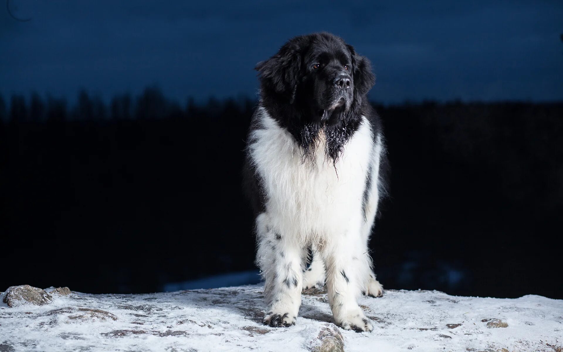 Собака водолаз порода ньюфаундленд. Ньюфаундленд ландсир собака. Ньюфаундленд ландсир. Ландсир порода. Порода водолаз ландсир.