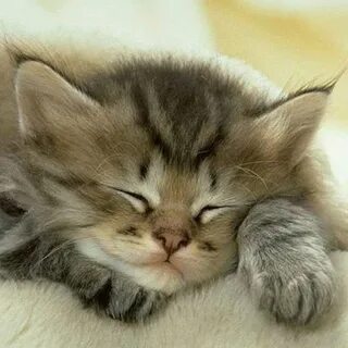 Какая ночь котенка