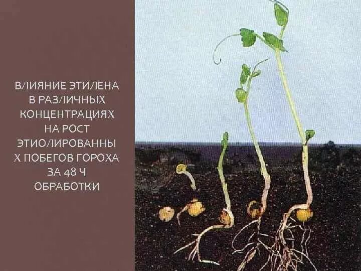 Прорастание семян гороха. Горох всход. Корень проростка гороха. Семена гороха Росток. Горошина начала расти появился крохотный росток