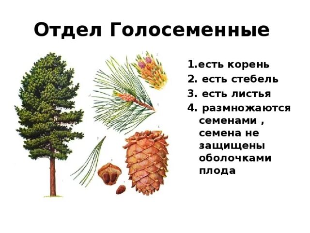 Корень стебель лист голосеменных