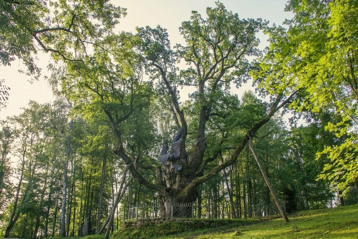 Дерево 6 метров. Стельмужский дуб старейший дуб в Литве. Стелмужский дуб в Литве. Дуб Стелмужский старейший в Литве. Дуб Стелмужский старик.
